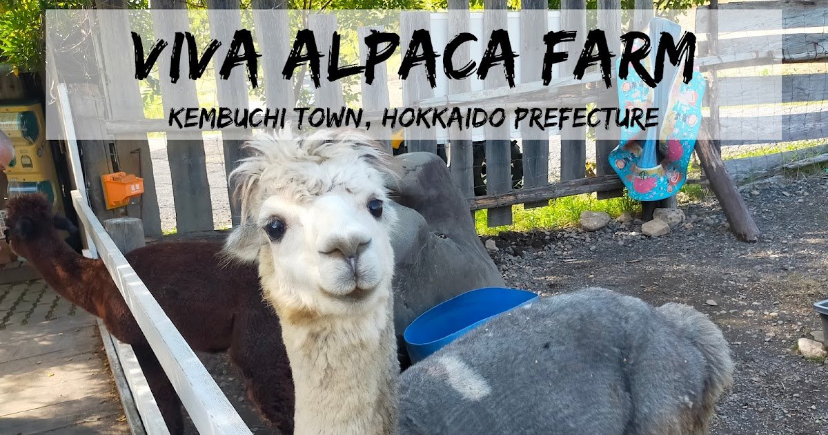 🦙 비바 알파카 목장(비바 아루파카 보쿠조) 이미지 8